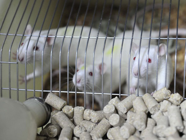 動物實驗室小白鼠 動物實驗室小白鼠