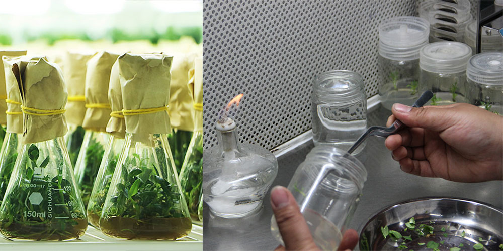 1649926962100115.jpg 組培室裝修與設(shè)計(jì).jpg